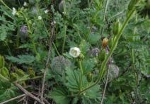 Phacelia viscida var. albiflora