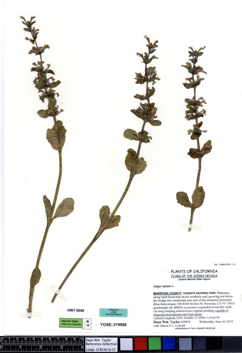 Ajuga reptans