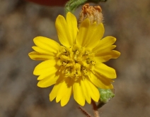Hemizonia paniculata ssp. paniculata