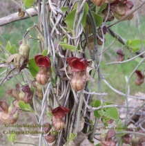 Aristolochia californica