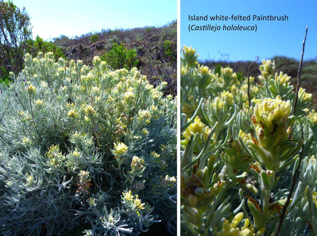 Castilleja hololeuca