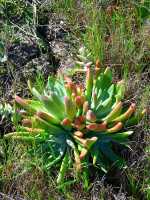 Dudleya greenei