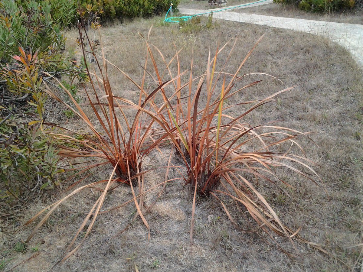 Watsonia meriana