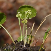 Hydrocotyle verticillata var. triradiata