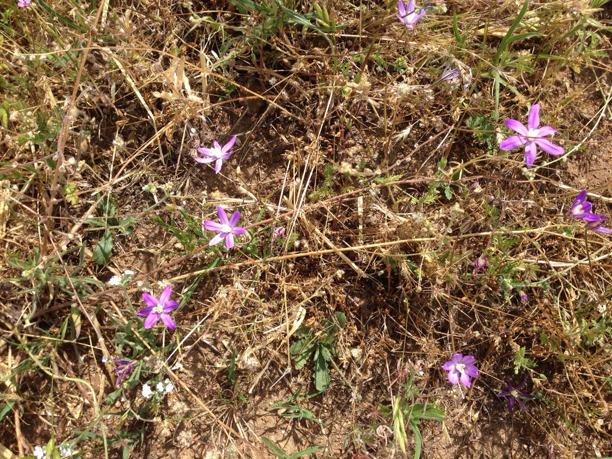 Brodiaea insignis