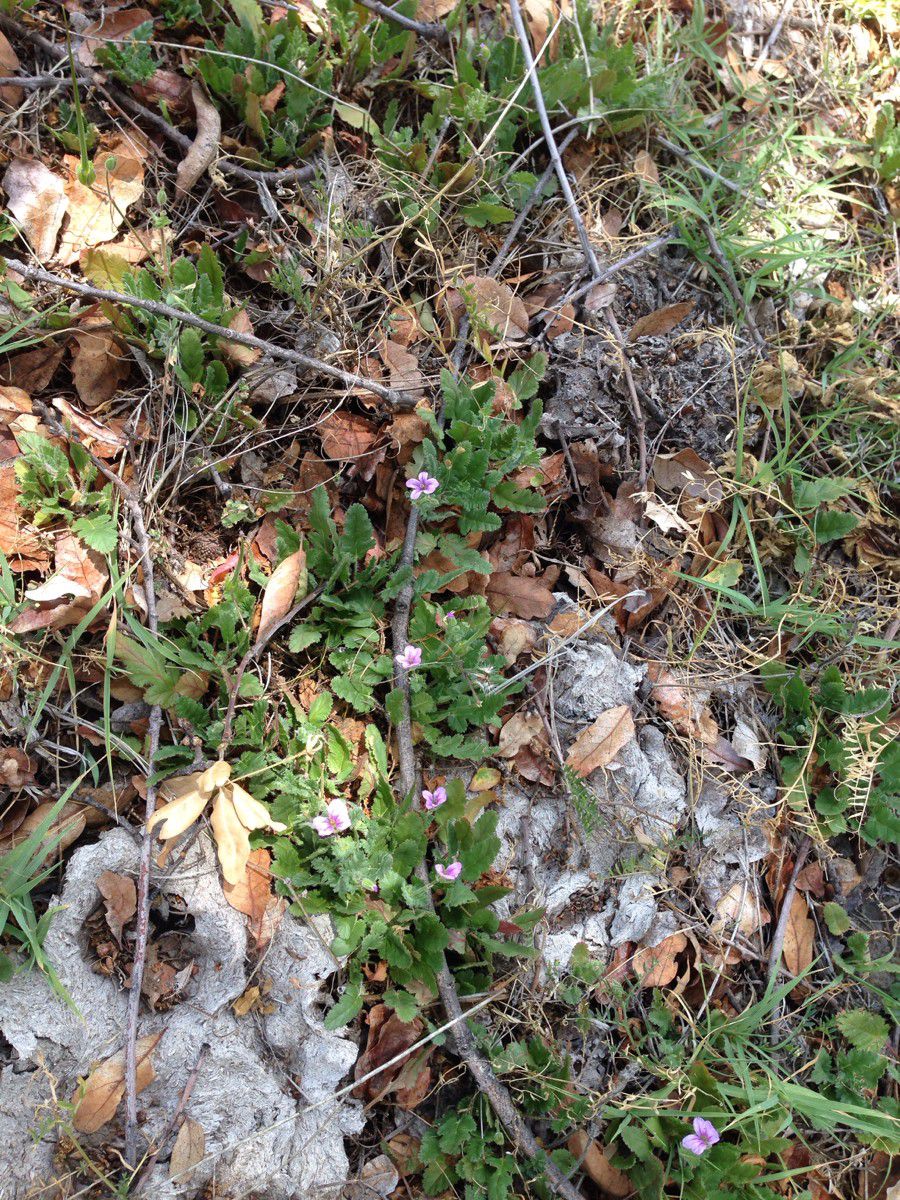 Erodium malacoides