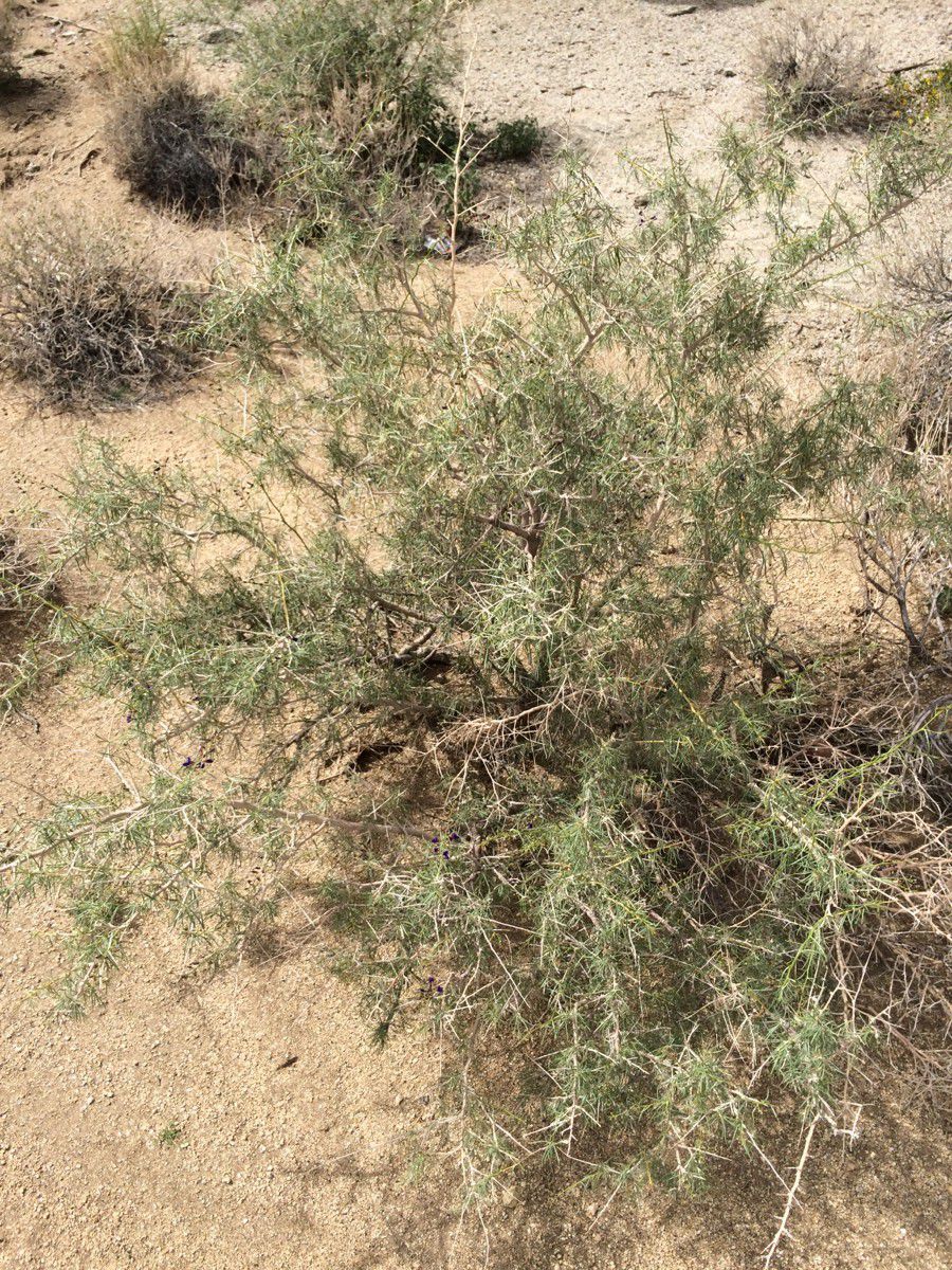 Psorothamnus schottii