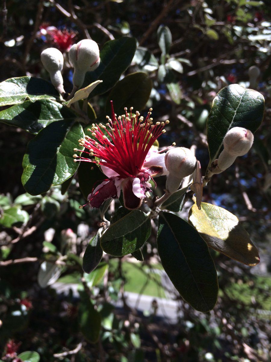 Feijoa sellowiana