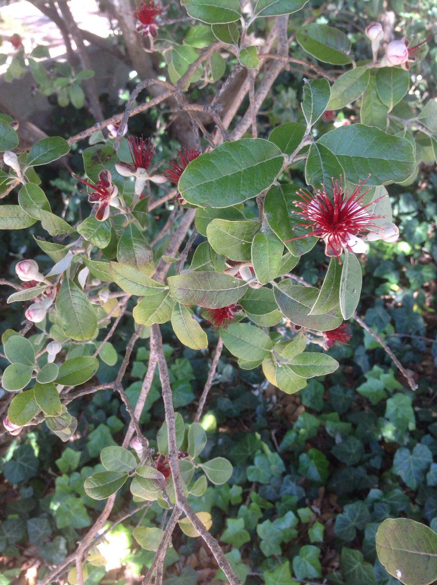 Feijoa sellowiana