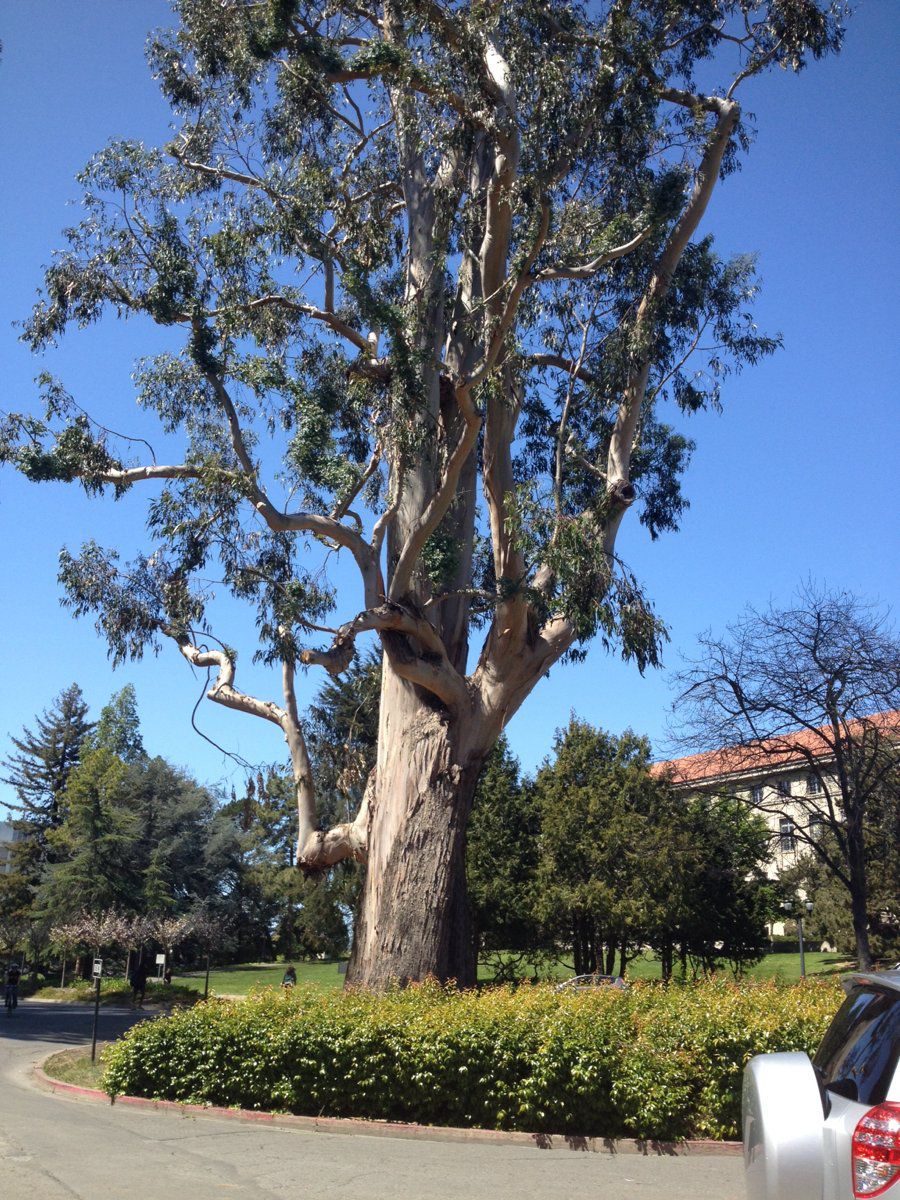 Eucalyptus grandis