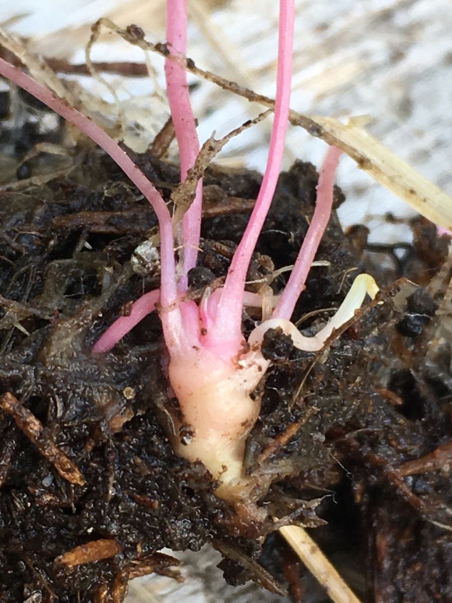 Claytonia palustris