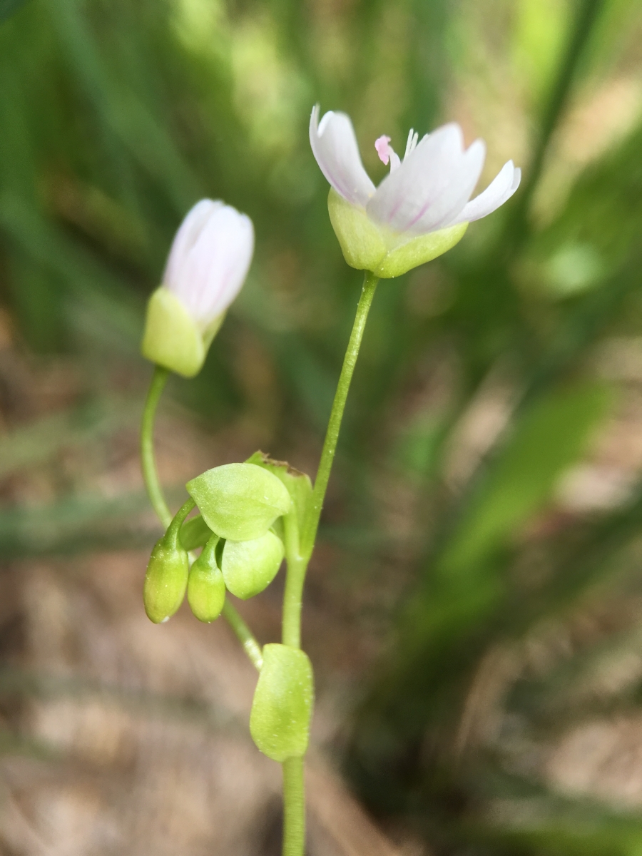 Claytonia palustris