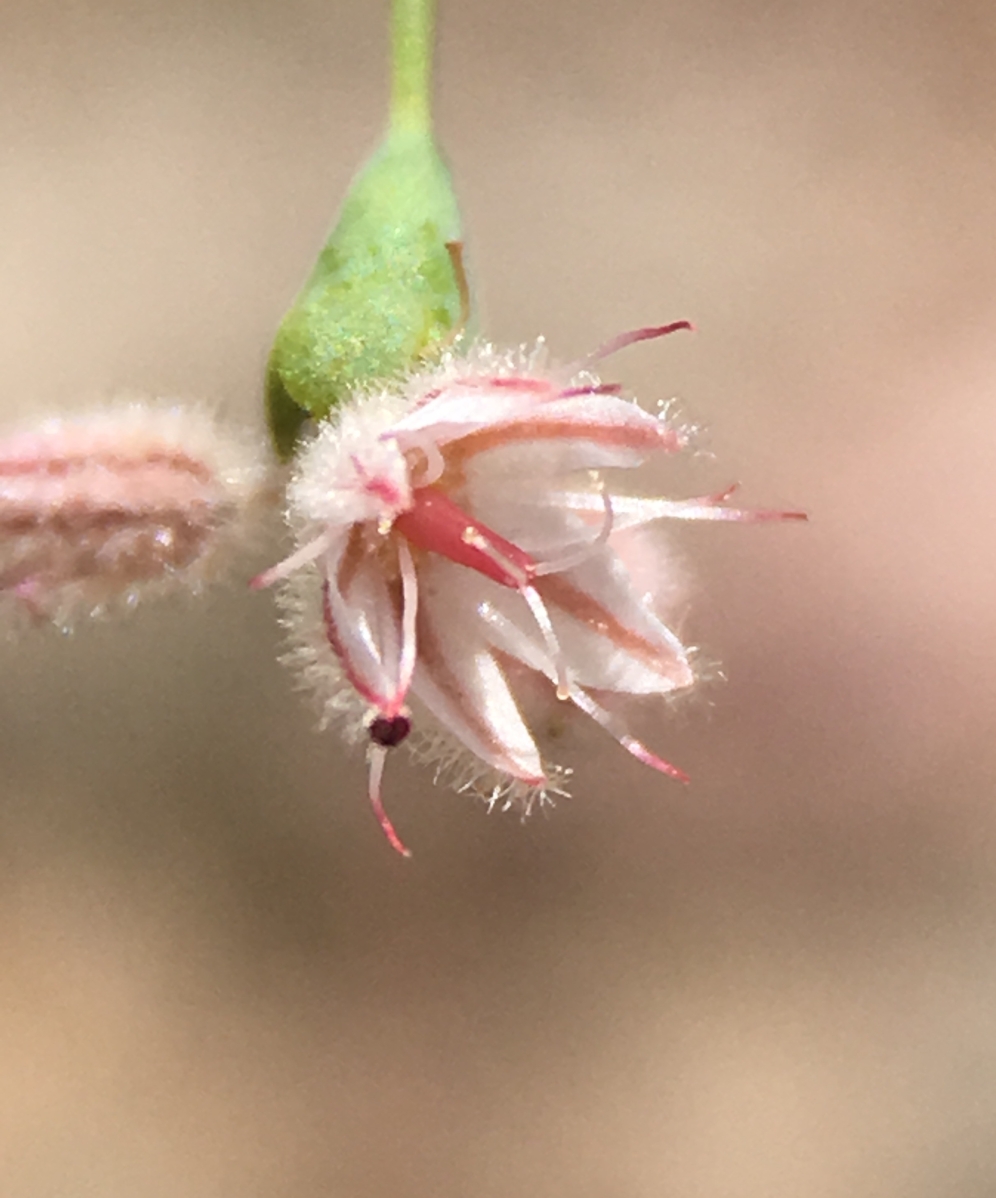 Eriogonum glandulosum