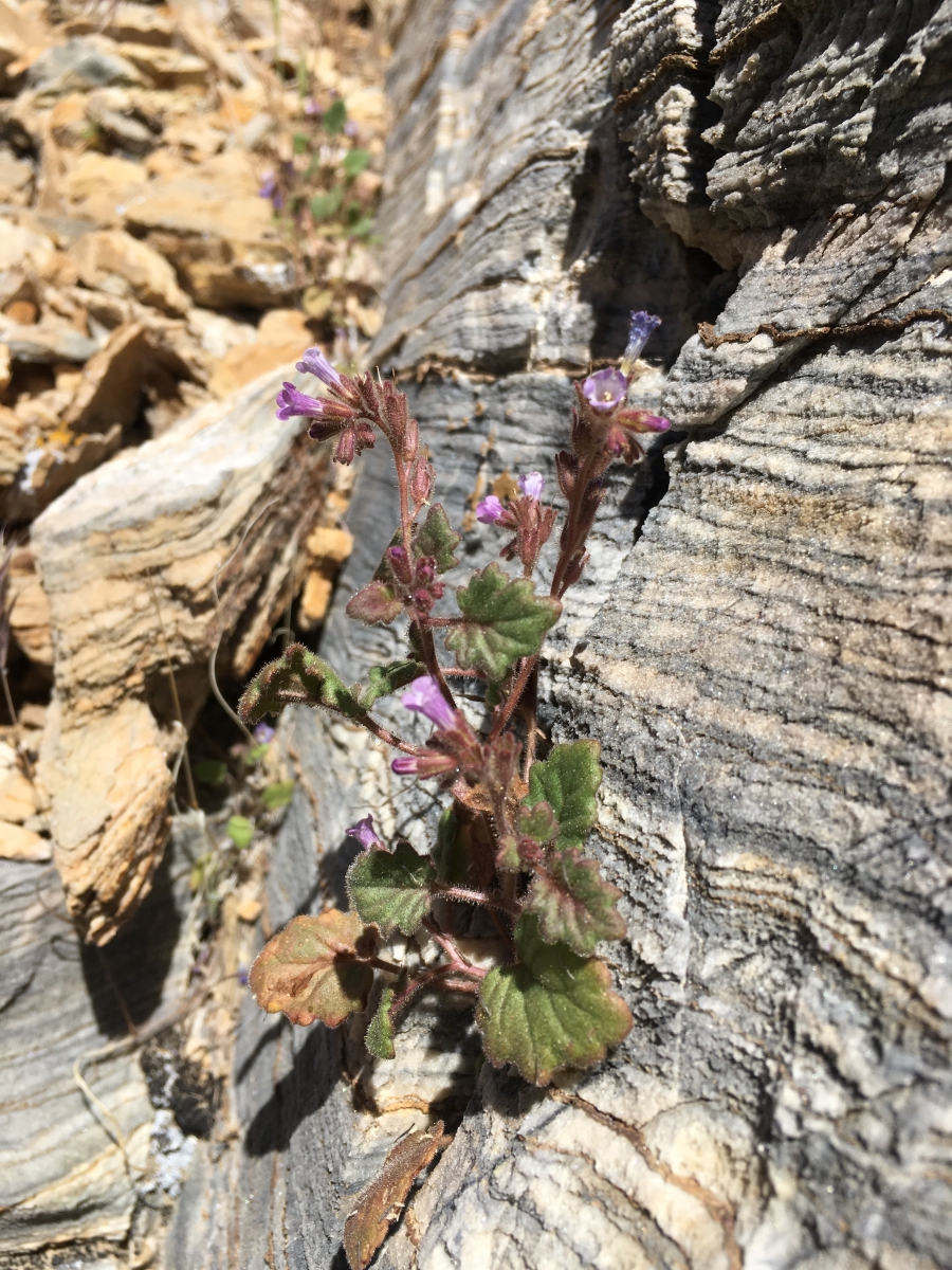 Phacelia mustelina