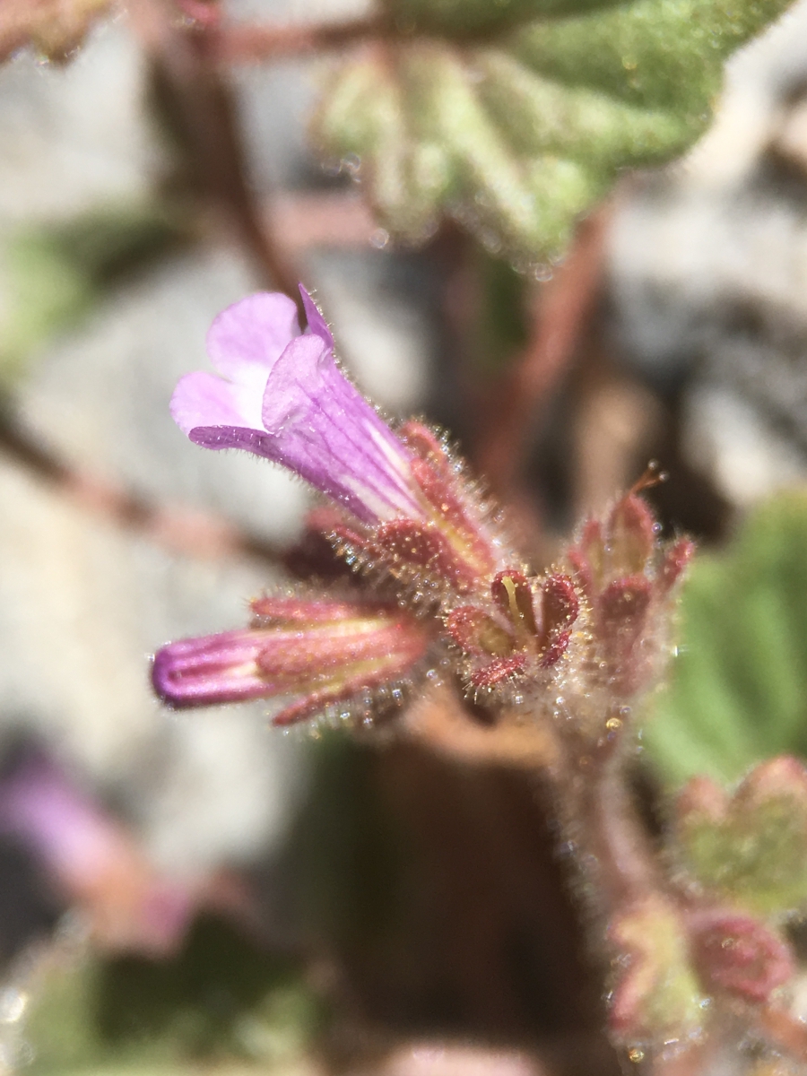 Phacelia mustelina