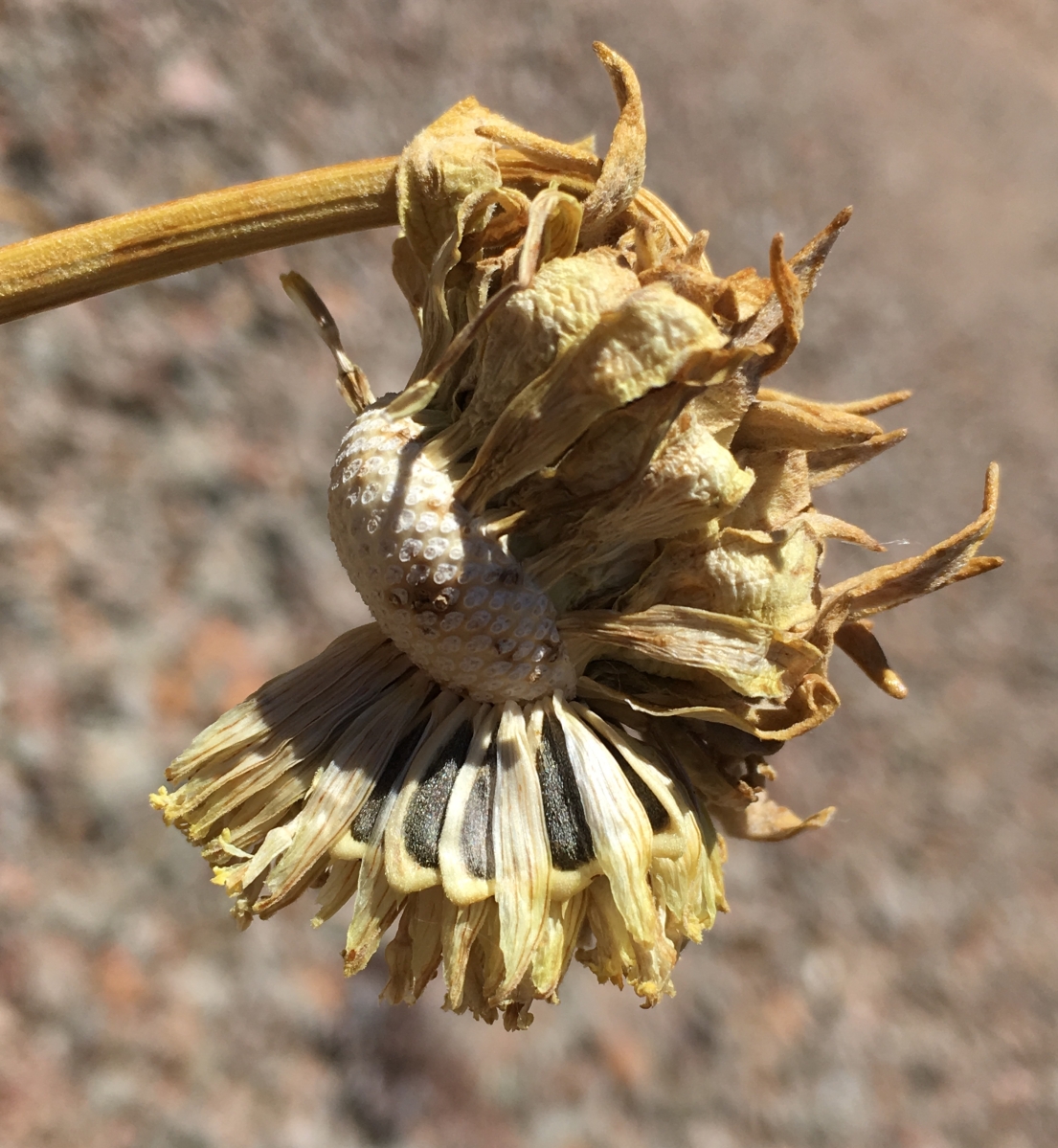 Enceliopsis covillei