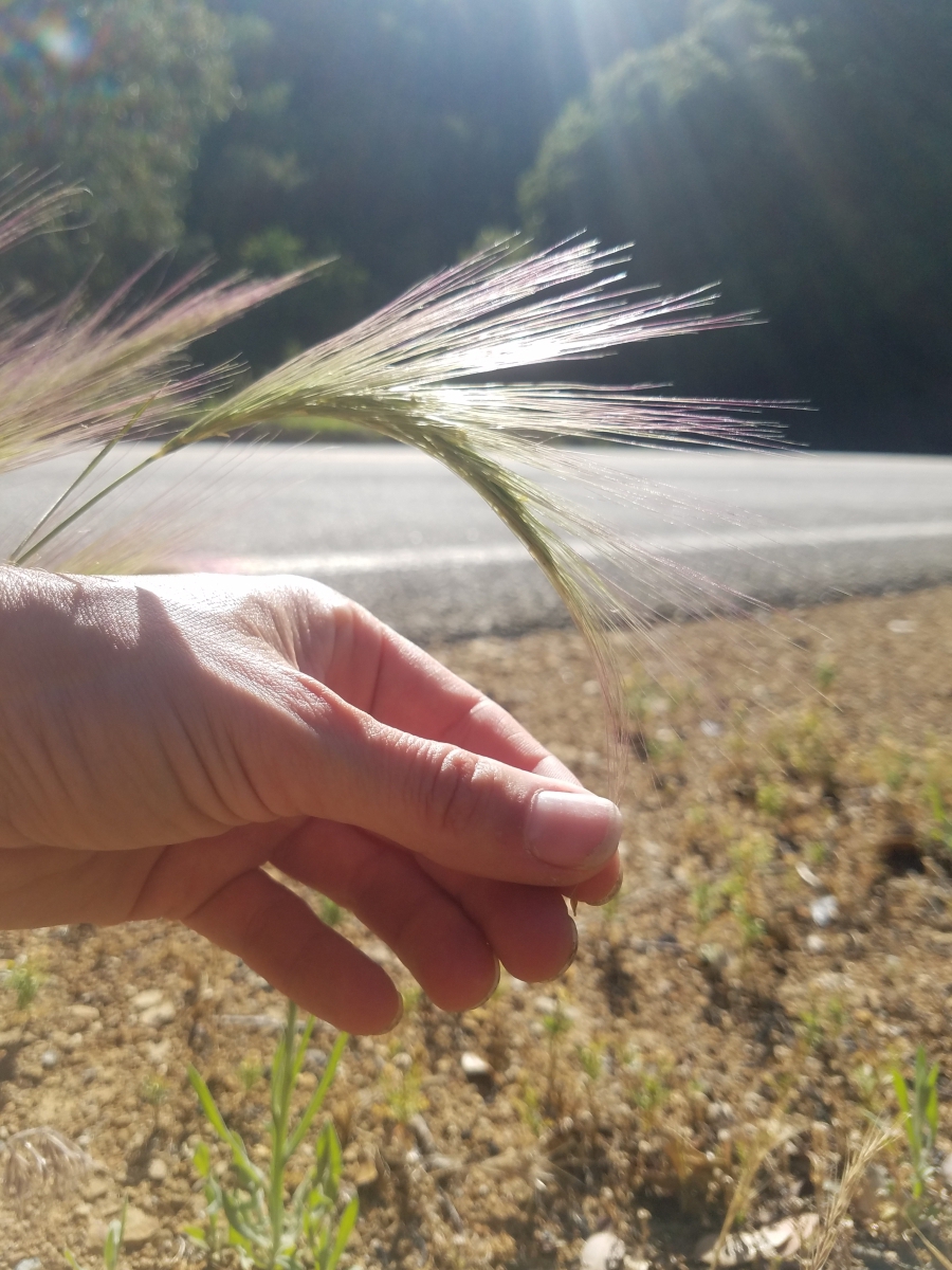 Hordeum jubatum