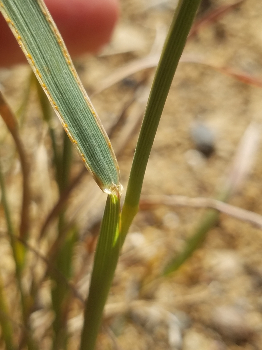 Hordeum jubatum