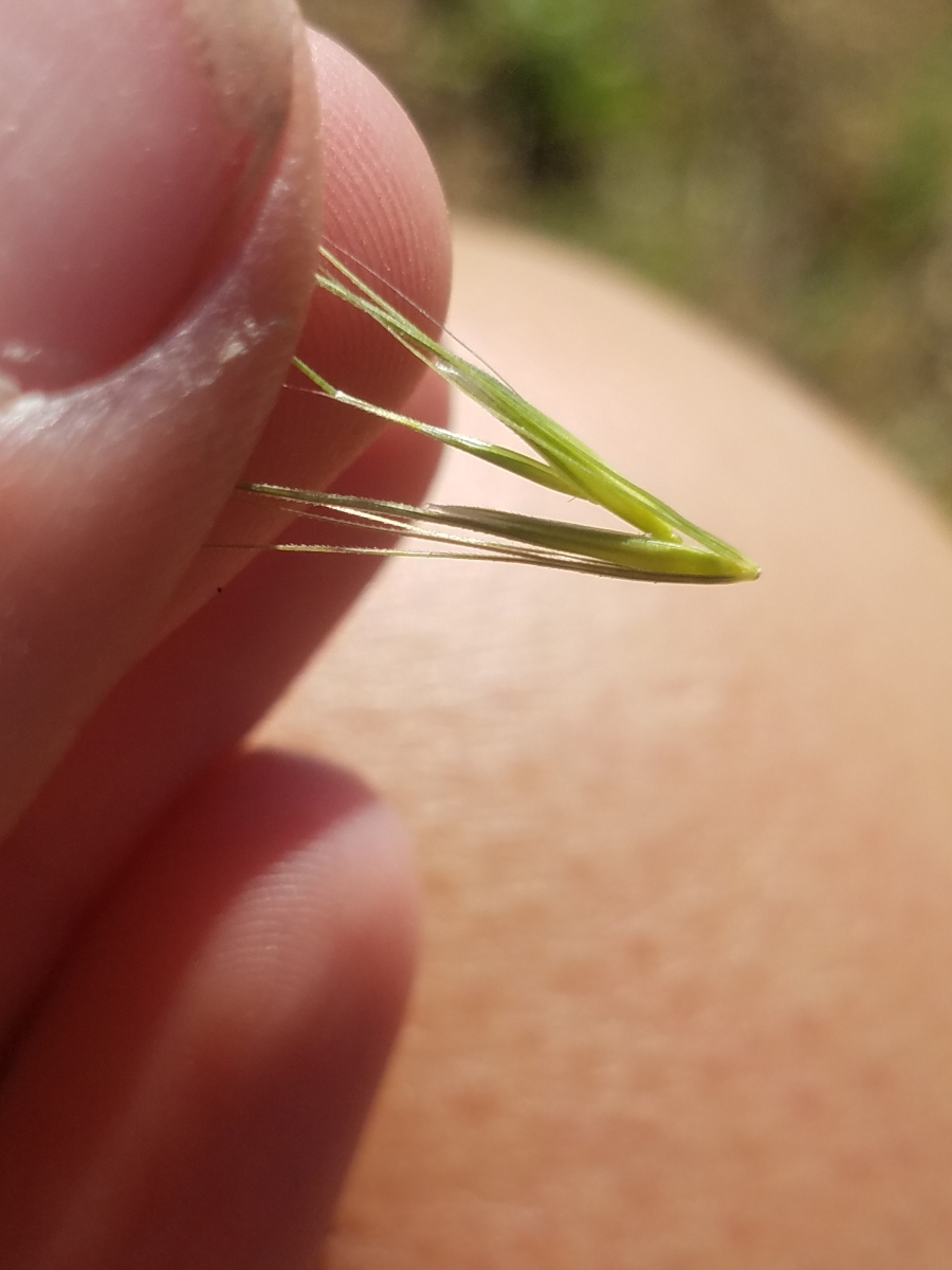 Hordeum jubatum