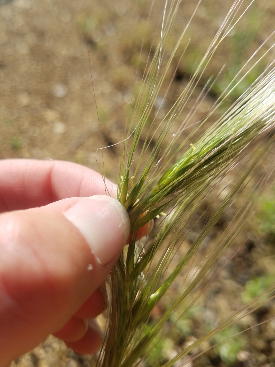 Hordeum jubatum