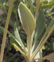 Eriogonum umbellatum ssp. dumosum