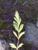 Horkelia fusca ssp. parviflora