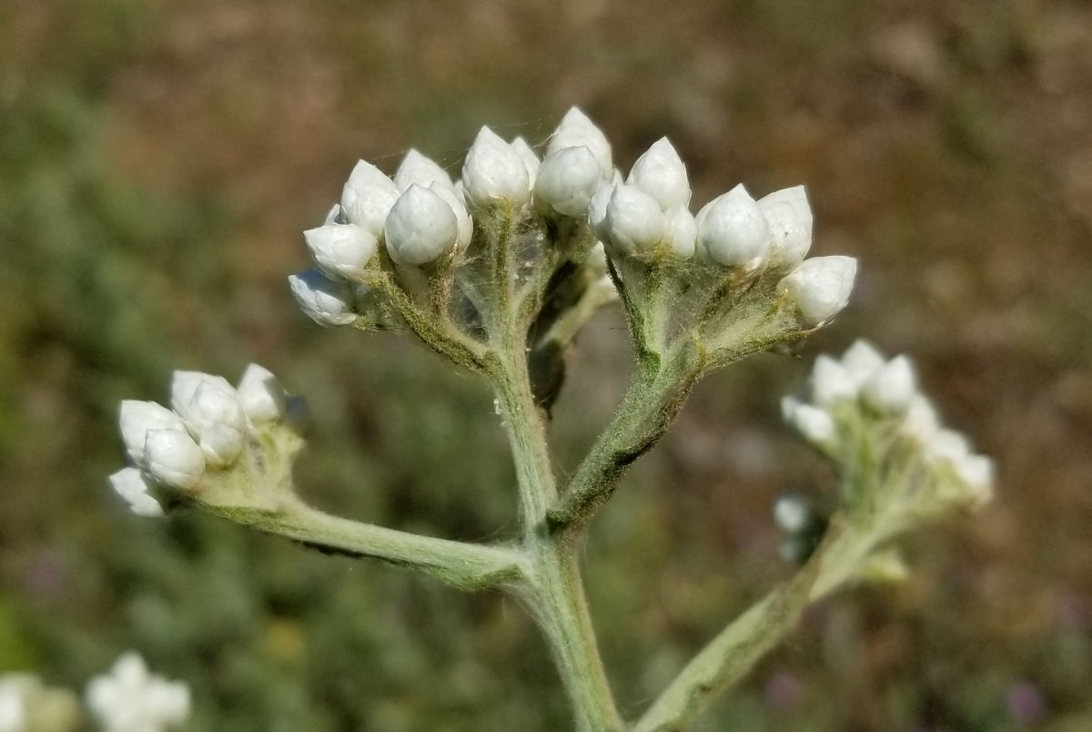 Pseudognaphalium californicum Calflora