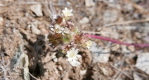 Horkelia tridentata ssp. flavescens