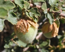 Fremontodendron californicum ssp. californicum