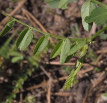 Lathyrus nevadensis ssp. nevadensis