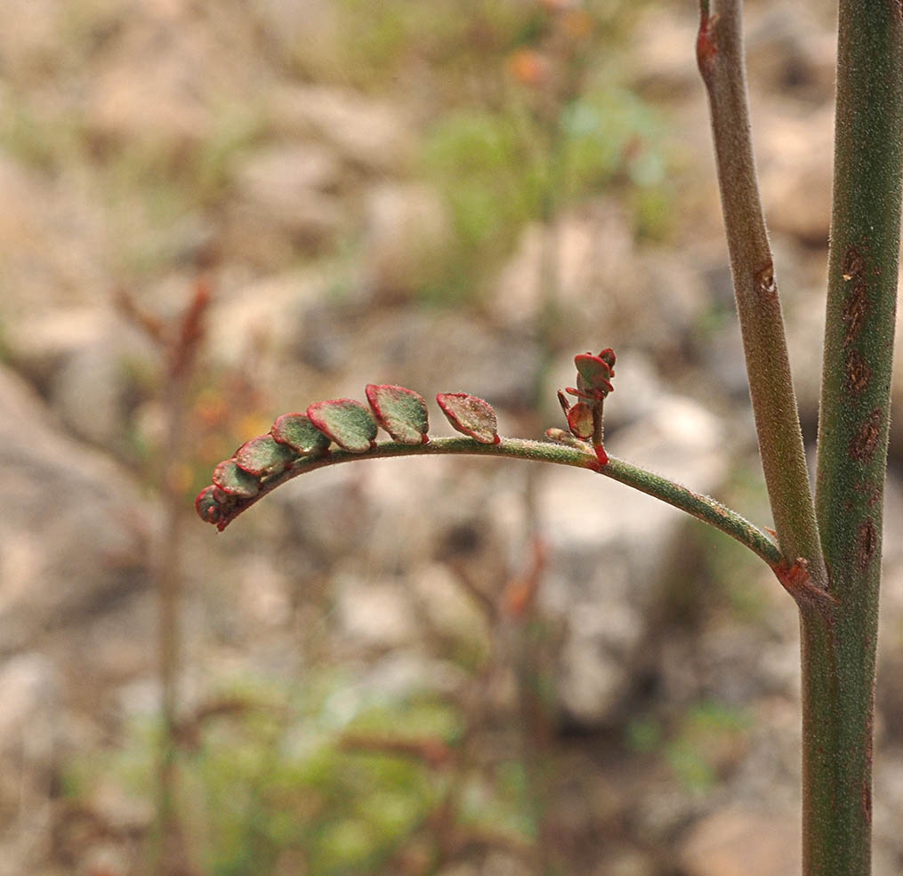 Hoffmannseggia microphylla