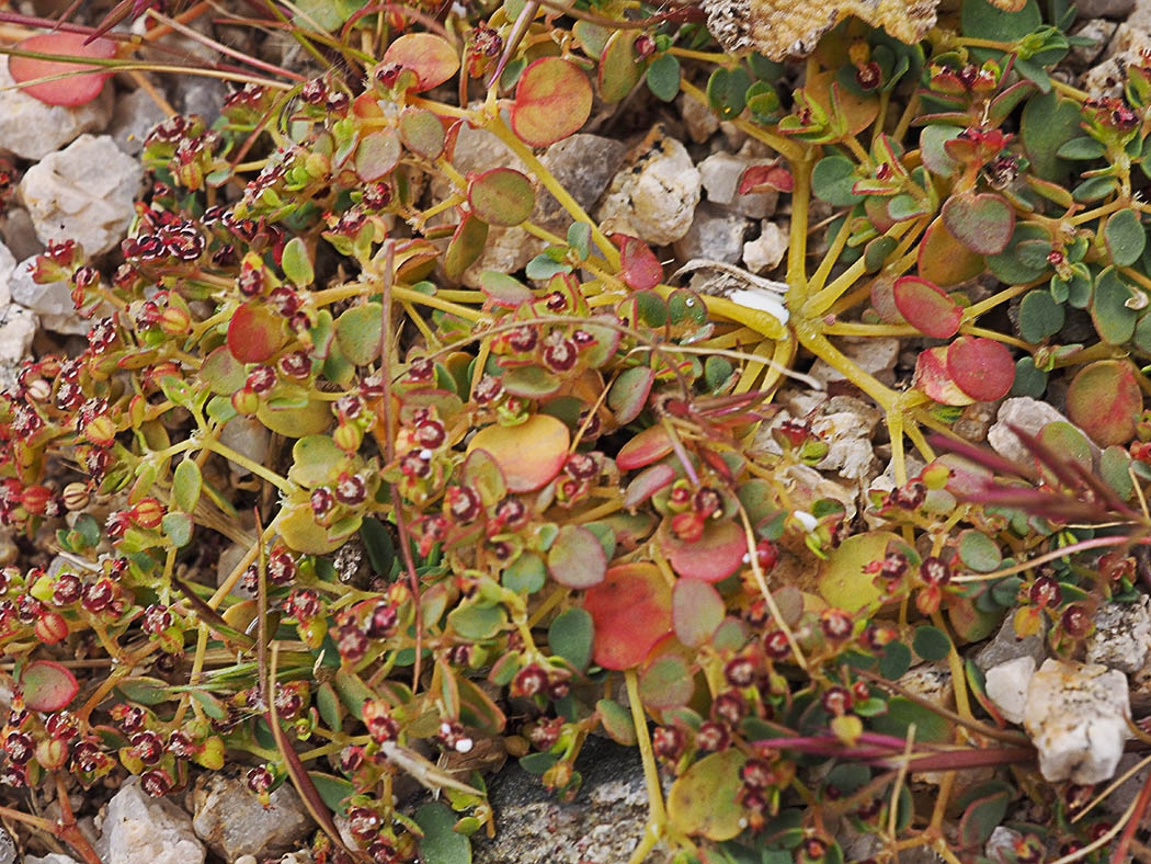 Euphorbia micromera