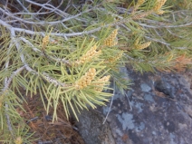Pinus monophylla var. monophylla