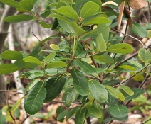 Lithocarpus densiflorus var. echinoides