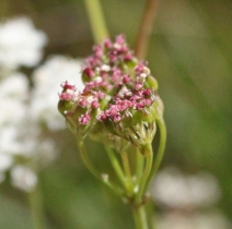 Perideridia parishii var. latifolia