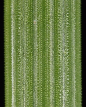 Equisetum Xferrissii