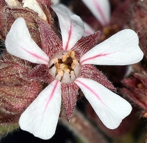 Horkelia fusca ssp. capitata