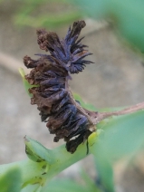 Heliotropium curassavicum ssp. oculatum