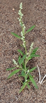 Chenopodium desiccatum var. leptophylloides