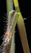 Elymus elymoides ssp. brevifolius