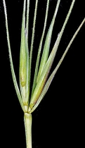 Elymus elymoides ssp. elymoides
