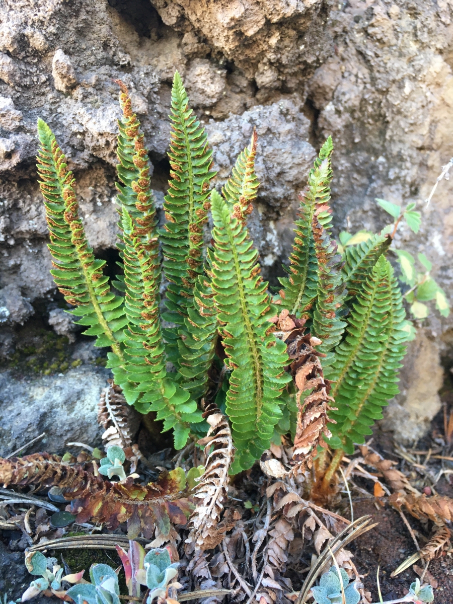 Polystichum kruckebergii