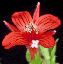 Zauschneria californica