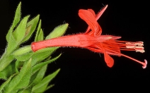 Zauschneria californica
