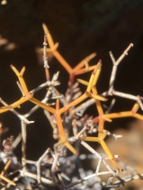 Eriogonum heermannii