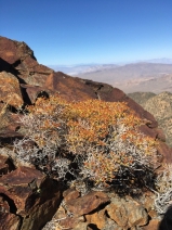 Eriogonum heermannii