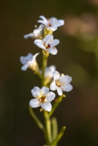 Adenostoma sparsifolium