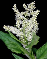 Polygonum phytolaccifolium