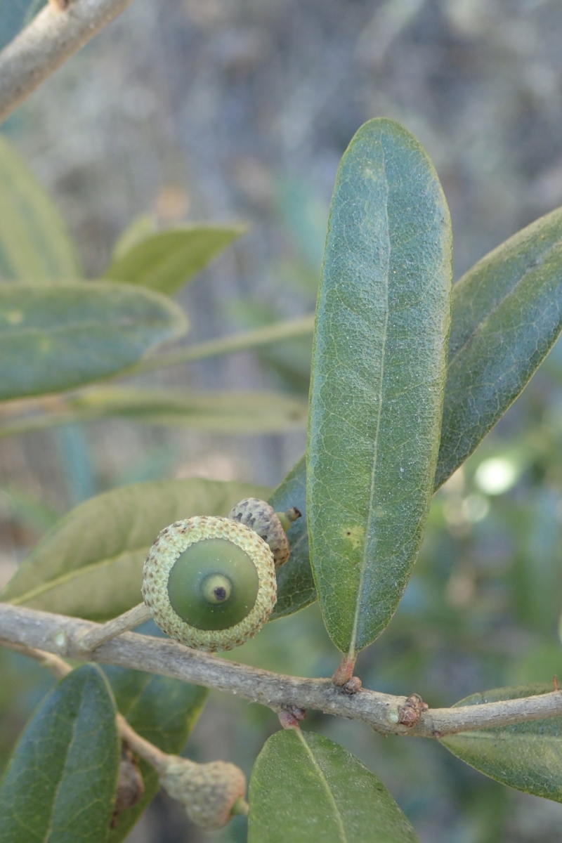 Quercus virginiana