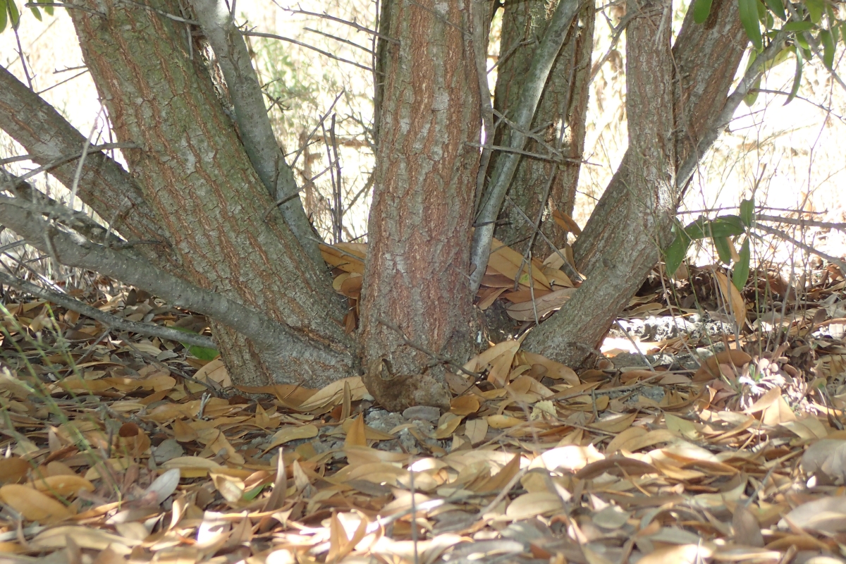 Quercus virginiana